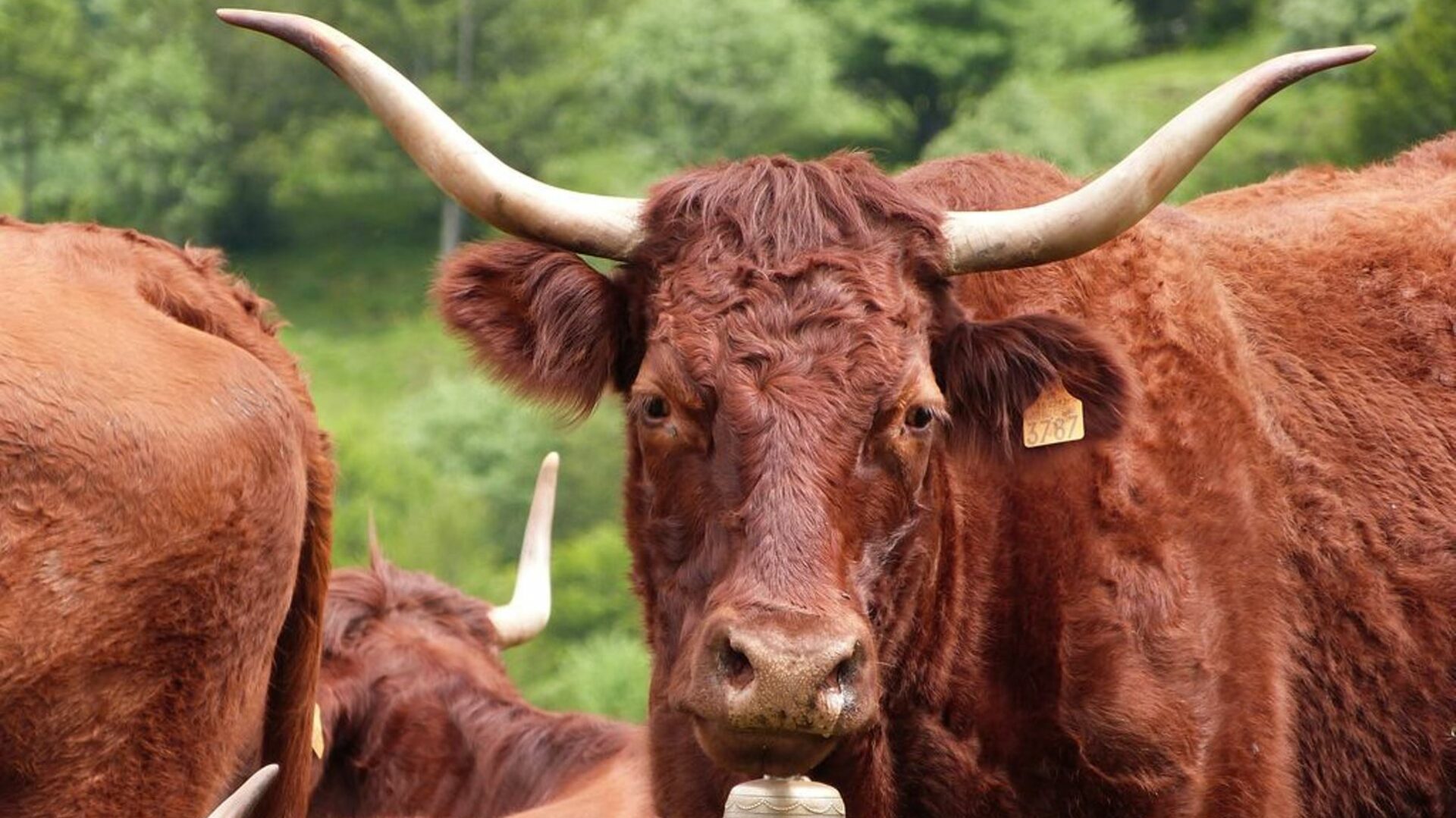 Cantal Gites Salers